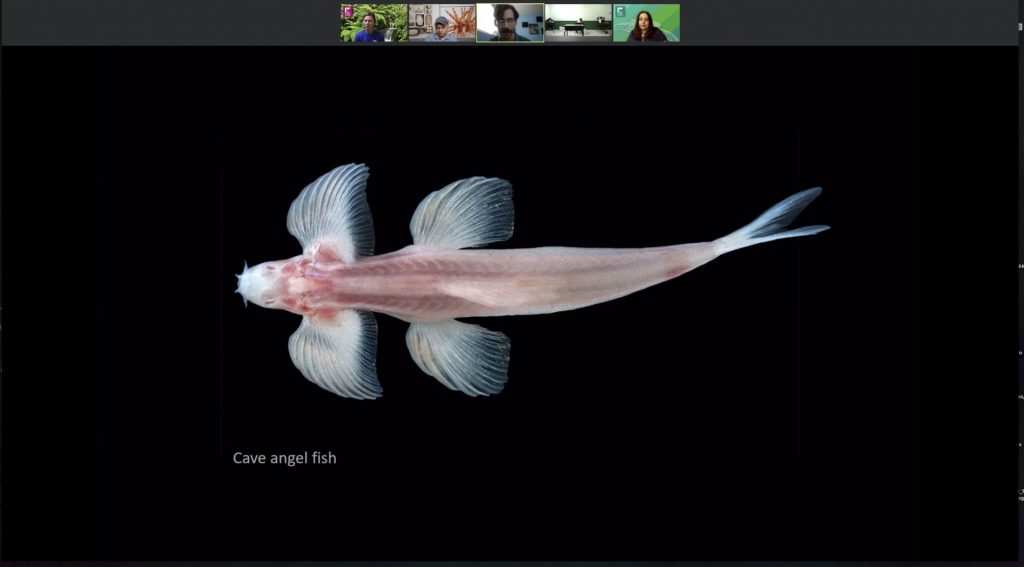 An image of a rare cave fish with the camp Zoom screens at the top of the image.