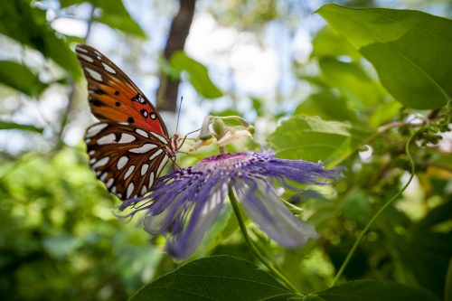 orange butterfly sitting on an open intricate flower in a sun dappled leafy setting