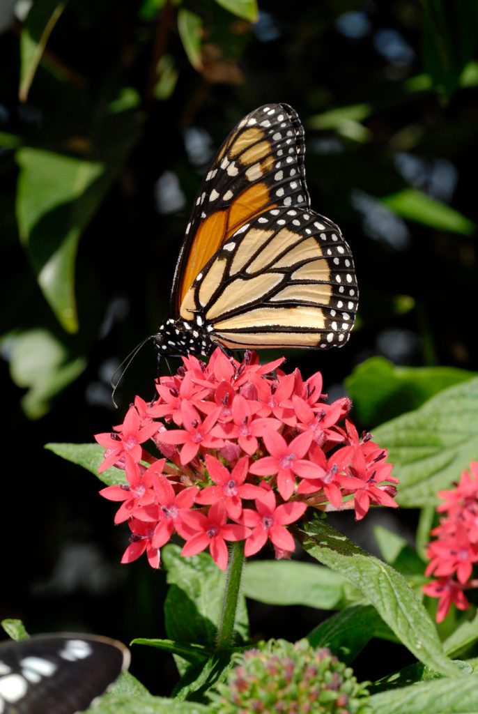 Orange and black butterfly sitting on a cluster of pink flowers
