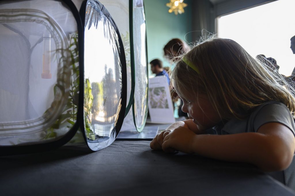 child looking at a next cage with caterpillars on display