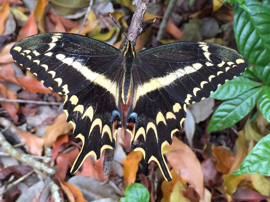 dark butterfly with elaborate wing tips and yellow color bars