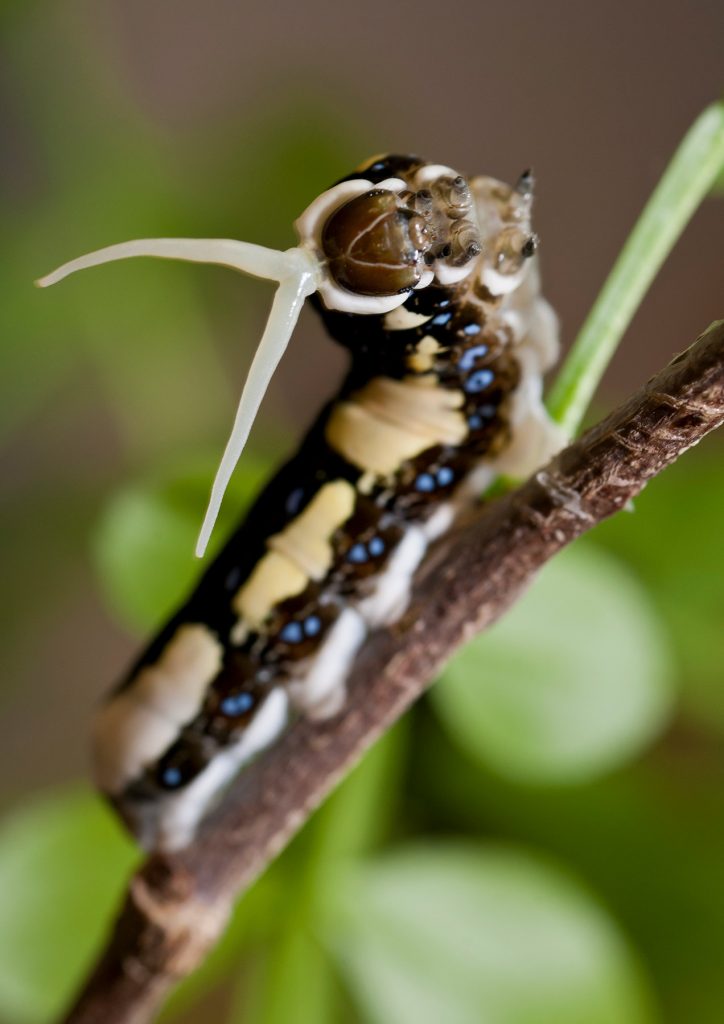 close up of caterpillar looking into camera