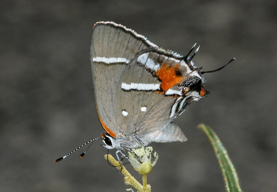 small grey butterfly with orange accents on its wings