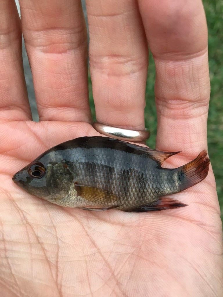 hand with fish on the palm