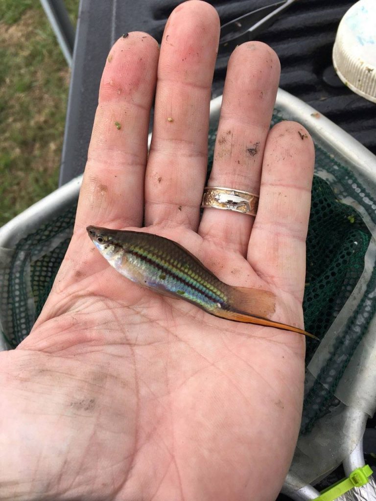 hand with fish in palm