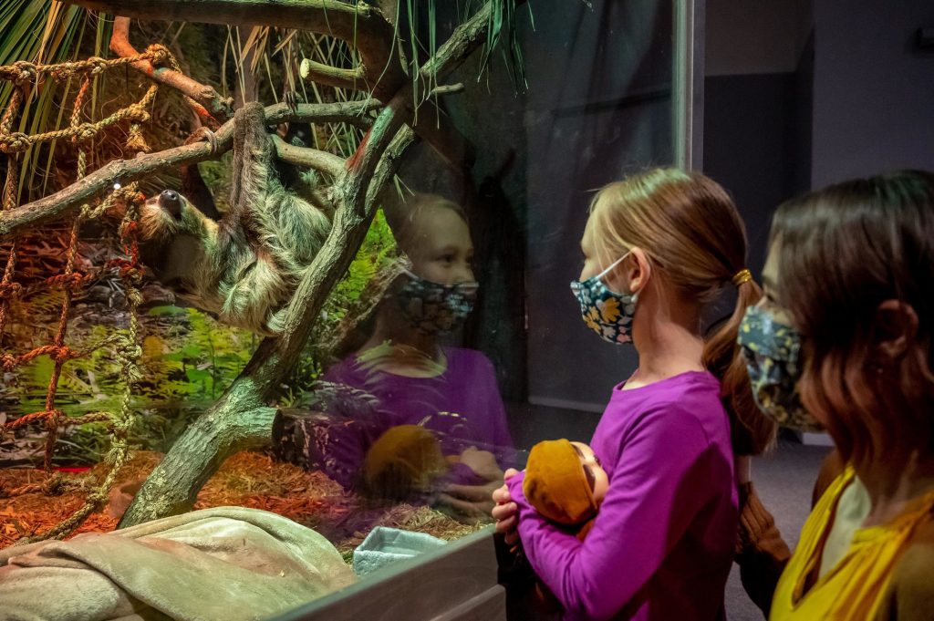 child look into a display containing live animals in the survival of the slowest exhibit