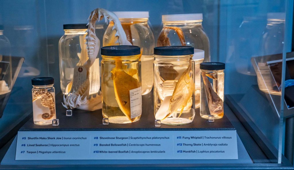 Fish specimen in jars