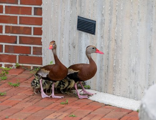 several adult ducks walk with a group of baby ducks on a sidewalk