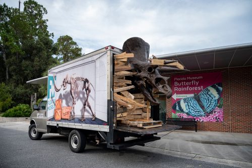 box truck with a triceratops head sticking out the back parked in front of a museum