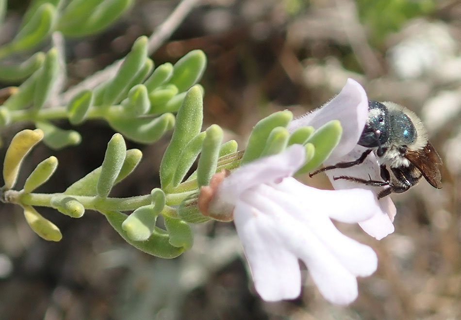 marked blue calamintha bee visits a flower