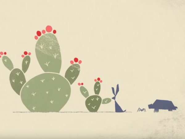 illustration of cactus a rabbit a spider and a tortoises