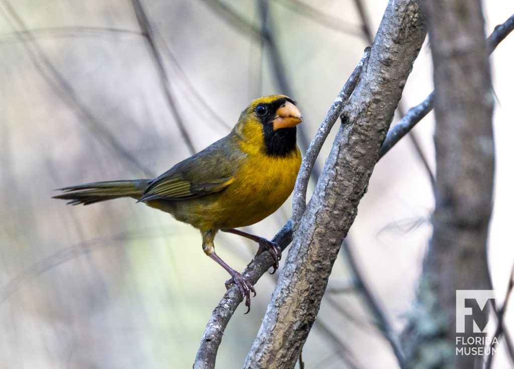 yellow cardinal sitting on a branch