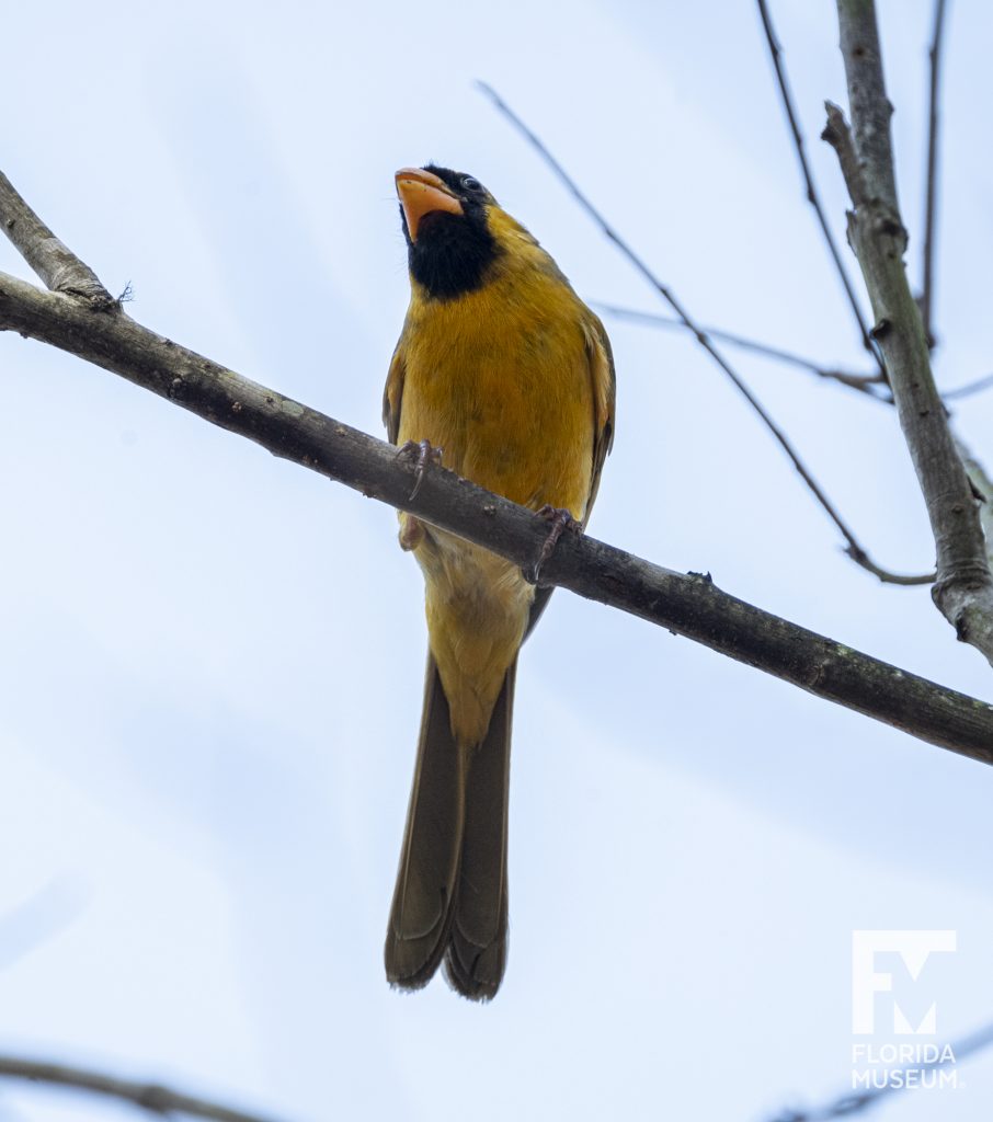 yellow cardinal with blue sky behind it