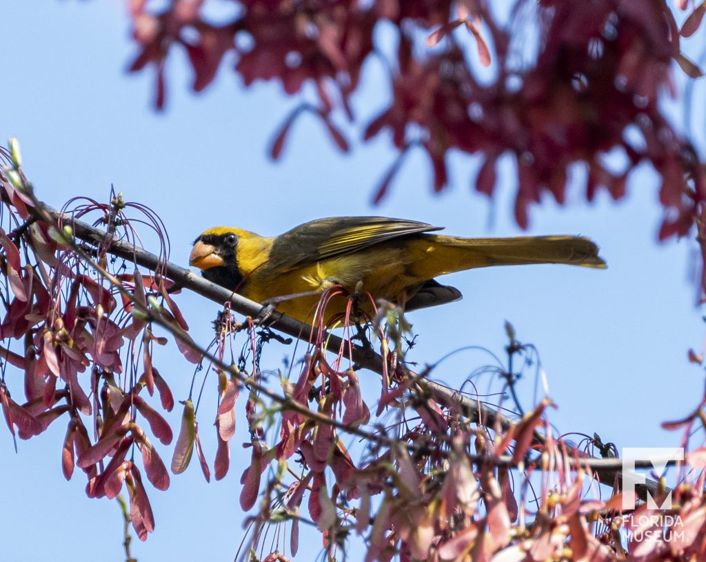 yellow cardinal sitting of branch with red seed pods