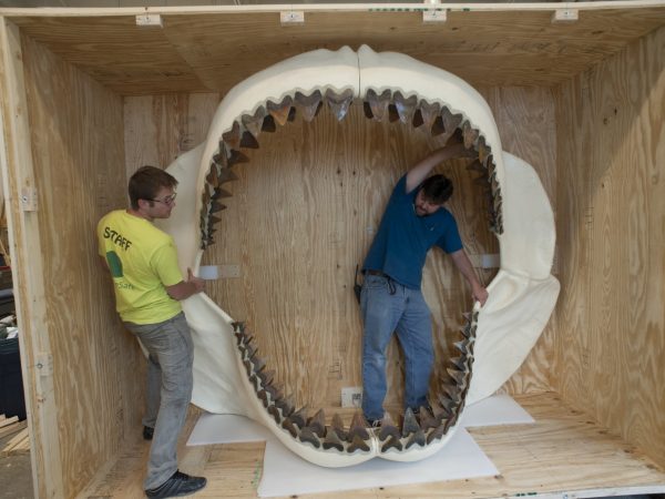 Two museum staff members stand with a megalodon shark jaw in crate