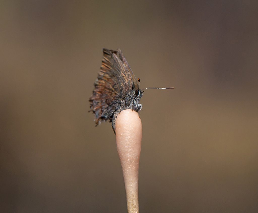 brown butterfly sitting atop cotton swab