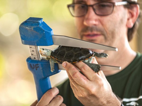 a man holds up a small turtle between the calipers of a measuring tool