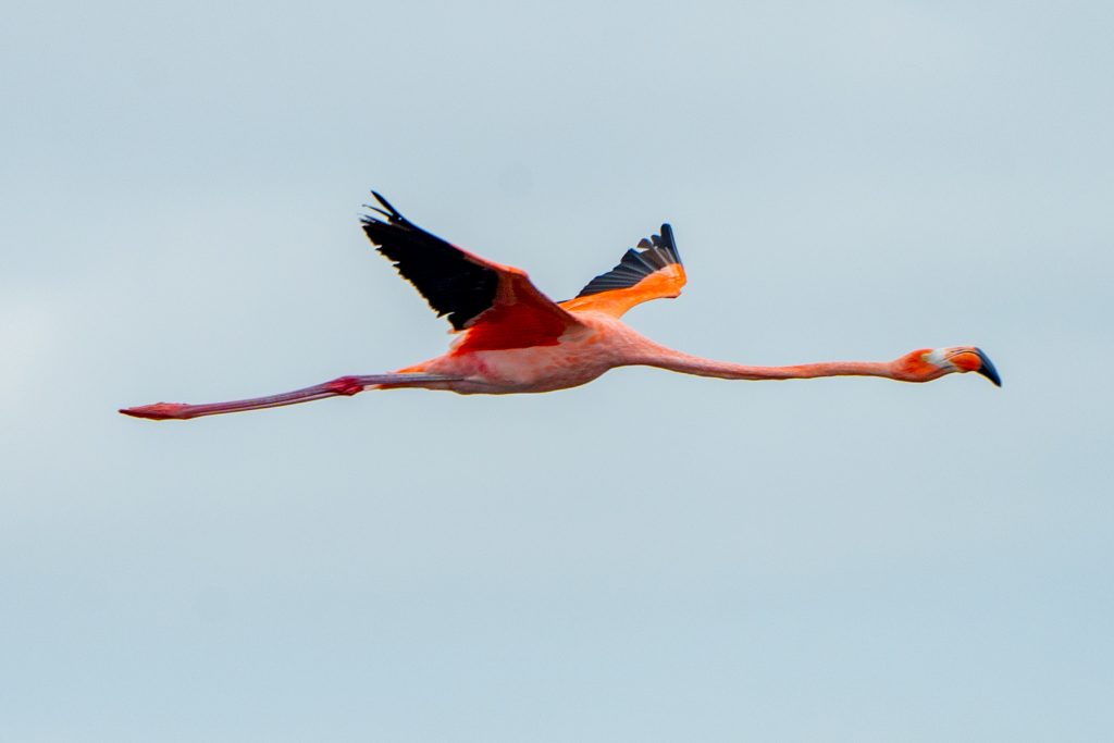 a large pink wading bird is shown in flight with wings outstretched and legs and long neck fully extended