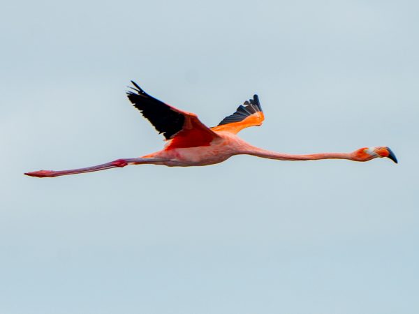 a large pink wading bird is shown in flight with wings outstretched and legs and long neck fully extended