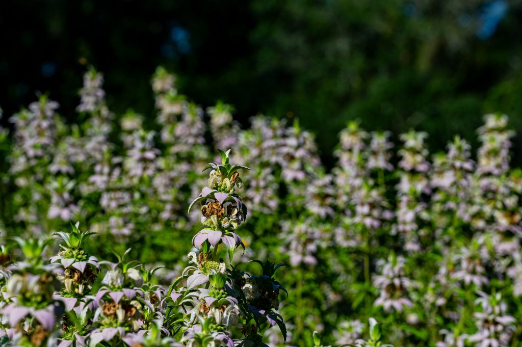 a field filled with dotted horsemint flowers