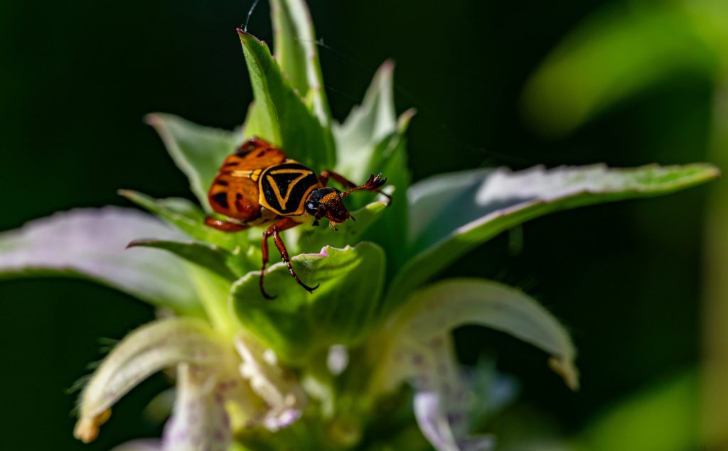 an orange and black insect on a dotted horsemint flower