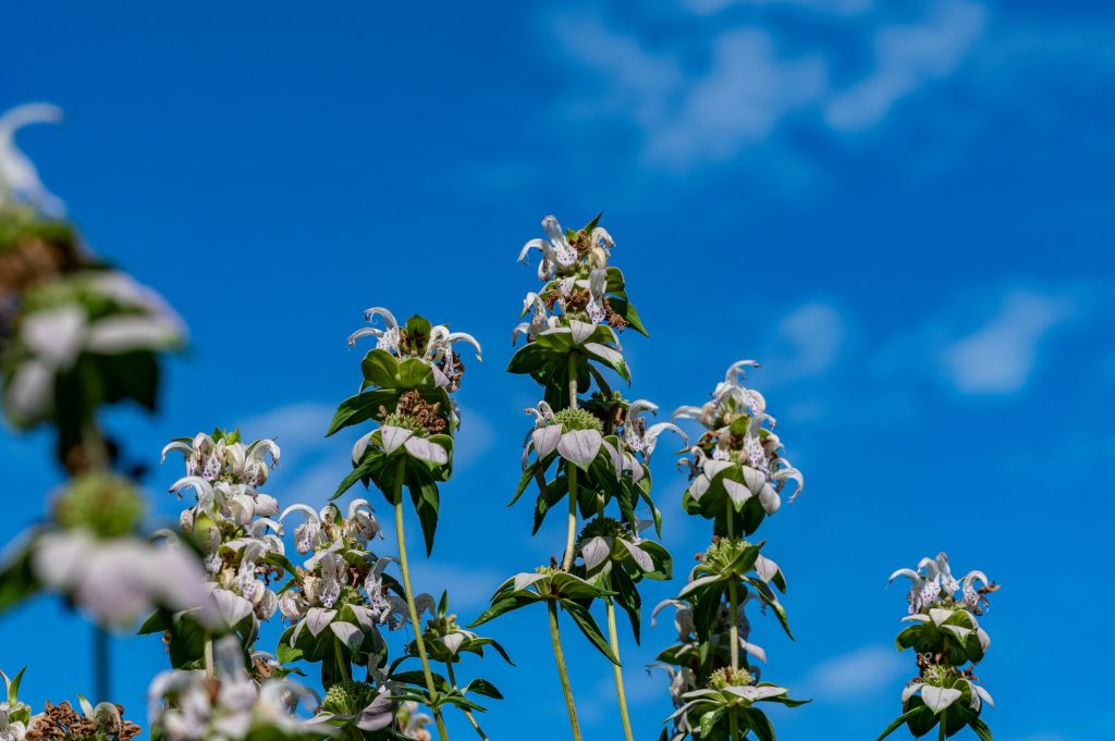 several tall clusters of the dotted horsemint with a bright blue sky behind them