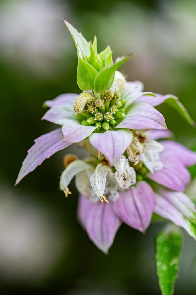 close up of the purple, white and green flower clusters of the dotted horsemint
