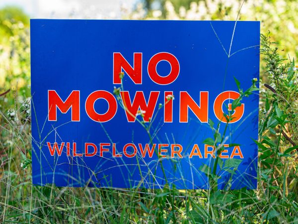 blue sign in the wildflower field reads No Mowing Wildflower Area