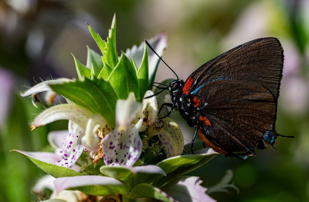 a dark brown butterfly with red and blue markings sits on a cluster of purple and white flowers