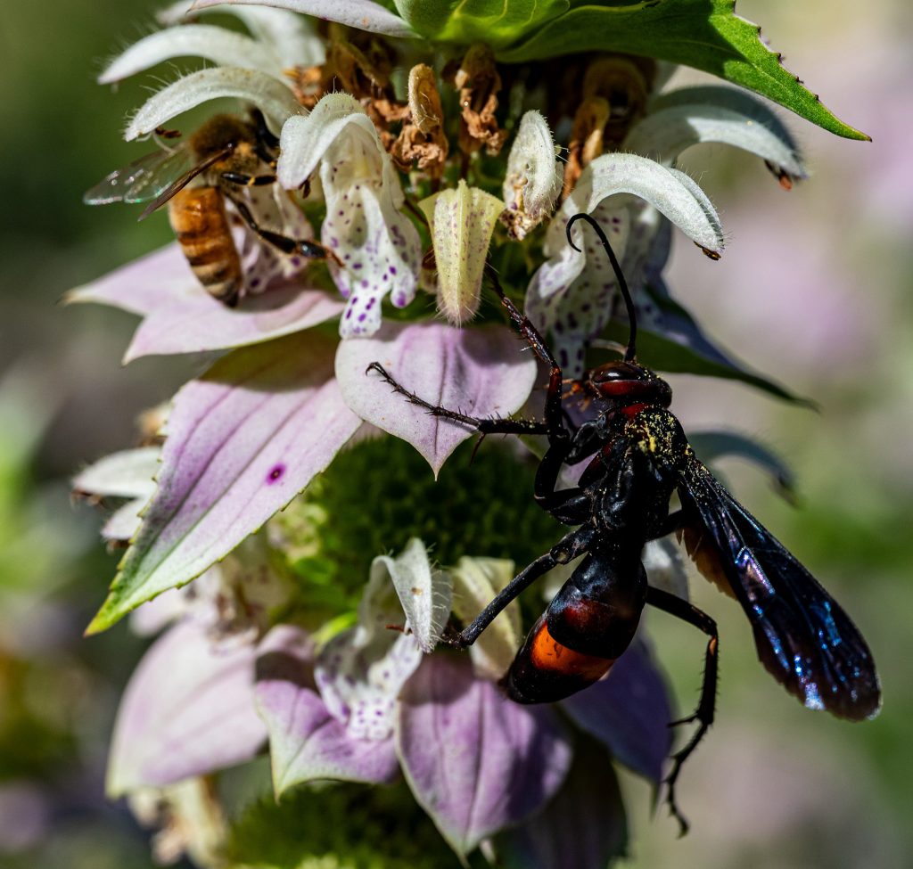 several insects sit on a cluster of purple and white flowers