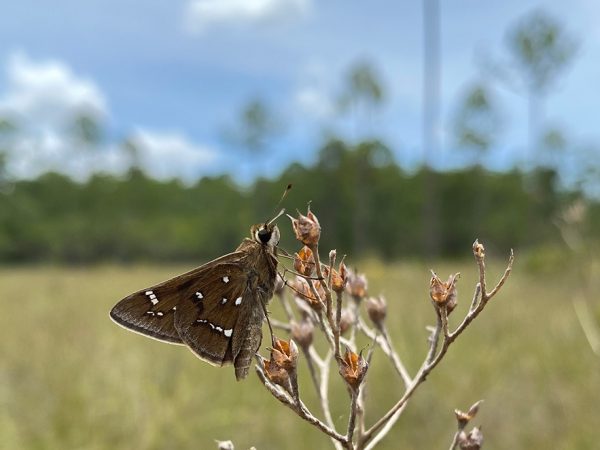 close up of a small brown butterfly with white spots on its wings