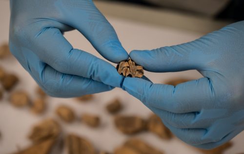 two hands in blue latex cloves holding small fossil