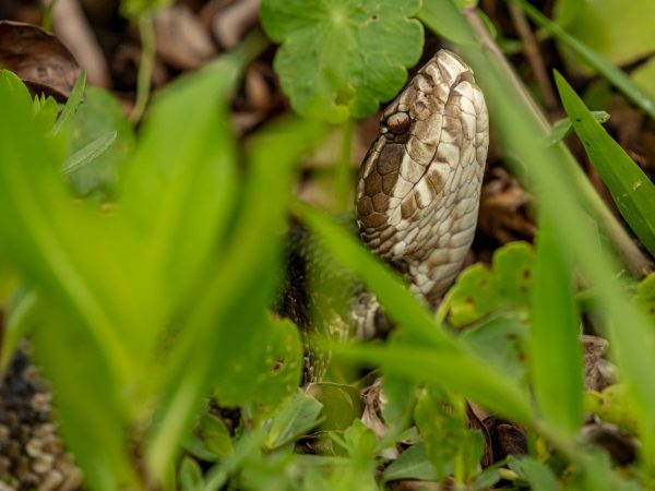 Snake Head raised above the grass