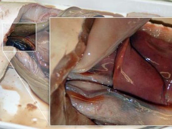 Close up: common urogenital duct.