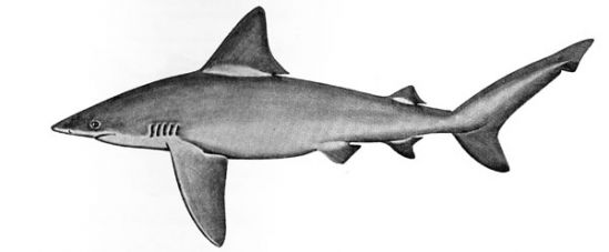 Sandbar shark. Illustration courtesy Field Guide to Eastern Pacific and Hawaiian Sharks, U.S. Fish and Wildlife Service 1967