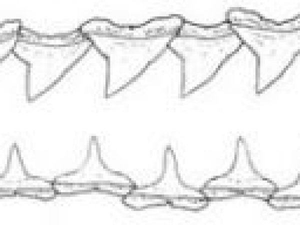 Right side upper and lower teeth of Carcharhinus falciformis. Image courtesy Garrick (1982) NOAA Tech. Rep. NMFS Circ. 445