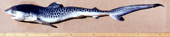 Juvenile Tiger shark showing color pattern. Photo © George Burgess