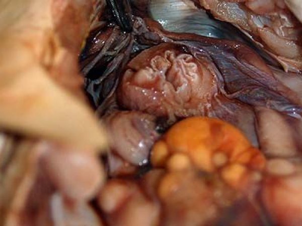 Internal view showing the ovary in relation to the esophagus.