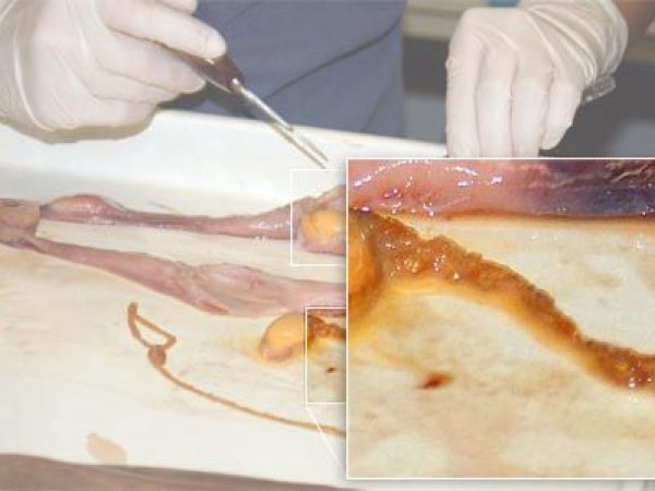 Close up: egg membrane.