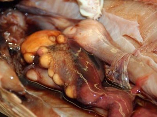 Internal view focusing on the ovary, eggs, and right and left nidamental glands.