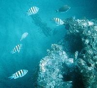 Sergeant majors are associated with shallow reefs. Image courtesy Virginia Institute of Marine Science