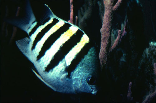 Striped Fish at the FADS (Pilot Fish) - The Aquarium - DECKEE Community