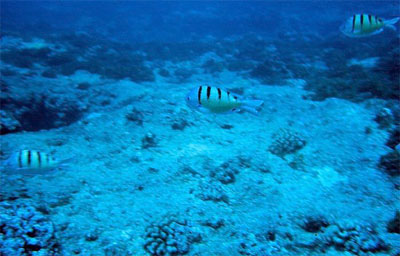 Sergeant majors in the "light phase" coloration. Image courtesy NOAA