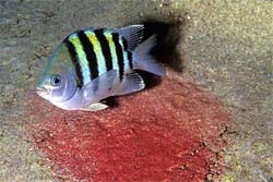 Sergeant major male guarding eggs. Image © Doug Perrine