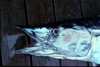 A close-up of the beak-like snout of the wahoo. Photo © George Burgess