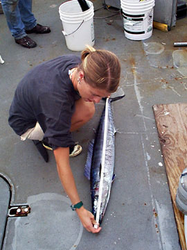 Measuring the length of a wahoo. Photo courtesy NOAA