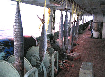 Salted wahoo. Photo © Craig Knickle