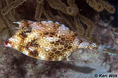 Honeycomb cowfish. Image © Keri Wilk