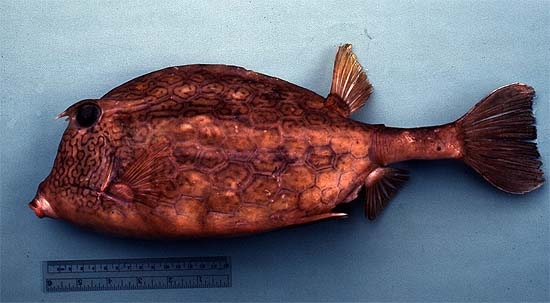 Honeycomb cowfish. Image © John Soward