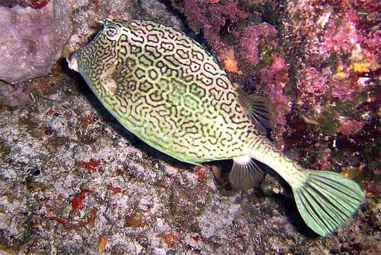 Honeycomb cowfish feed on marine invertebrates. Image © Becky Kelly